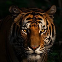 AN INDIAN (@nr32194) 's Twitter Profile