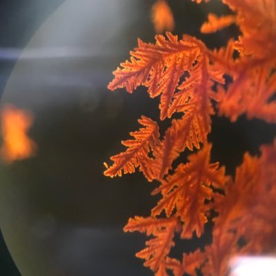 m2_xp5's profile picture. Osaka