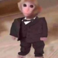 mister monkey (@mrmonkeyxbt) 's Twitter Profile