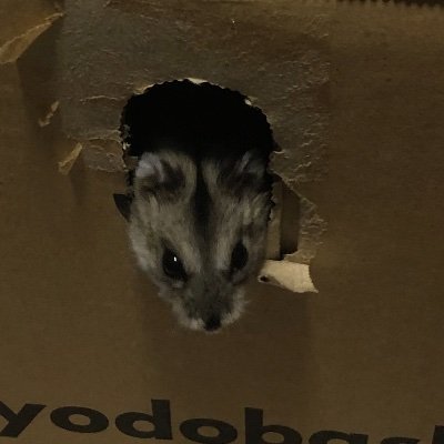 iVTedO842t65067's profile picture. 数学科B4　26卒の生保アク
無言フォロー失礼します．