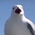 Tininha :D (@tininha_d14426) Twitter profile photo Tininha :D (@tininha_d14426) Twitter profile photo