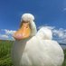 Duckjar (@thereel_duckjar) Twitter profile photo Duckjar (@thereel_duckjar) Twitter profile photo