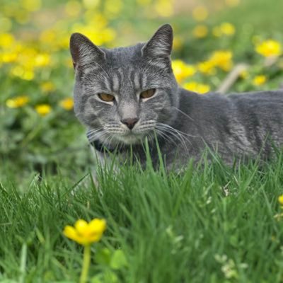 realTomek_L's profile picture. Born in 🇵🇱 Born again in 🇺🇸