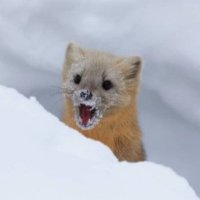 찬밥 (@chaneeat) 's Twitter Profile
