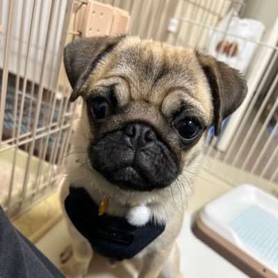 monji_pug's profile picture. 2024.10.8うまれパグ♂ 犬をお迎えするのは初めてです 犬好きなかた仲良くしてください🫂✨