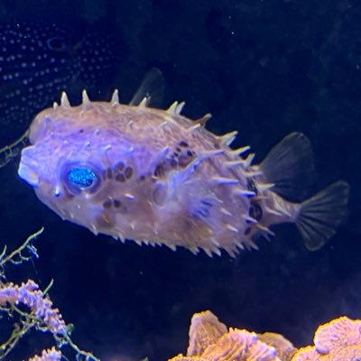 いろがみさんのプロフィール画像