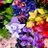 Heliotrope1822
