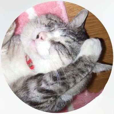 🇯🇵女子と未成年者等の正義の味方ねこにゃ♬🐾よろしくにゃ♬😺 🚀X によるいきなり凍結注意⚠️人類のより良い未来のために貢献したい🍓🌈🍀🍑✨.
(開始2024年11月1日).
メインアカウントはブルースカイです。