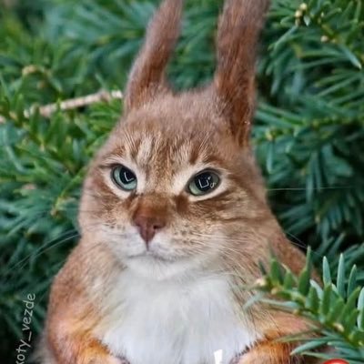 Mtf_Dingus's profile picture. She/her, very trans, very gay. 19