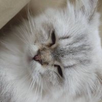 vv (@mkk36701814) 's Twitter Profile