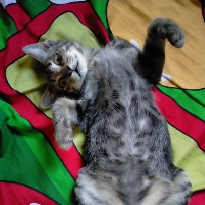 SholikulAm10126's profile picture. 