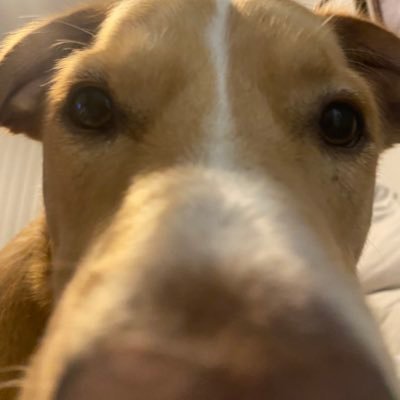 _IZZ3_'s profile picture. lil clog guy