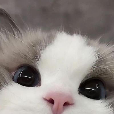 ℭ𝔥𝔞𝔯𝔪
🐈‍⬛