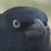 CryptoCrow (@irhujina) Twitter profile photo CryptoCrow (@irhujina) Twitter profile photo