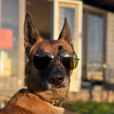 Found abandoned tied to a lamppost, saved by New Dawn Malinois Rescue & now a fully trained General Purpose Police Dog
