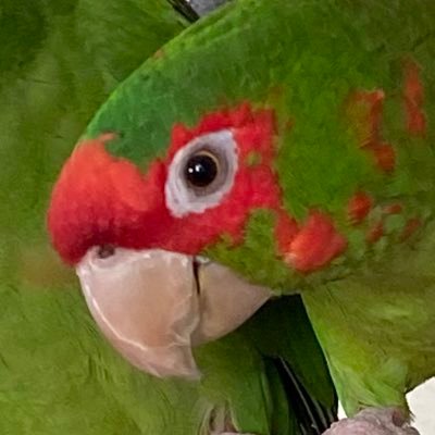 Little_Sneezers's profile picture. Bird nerd. Asshole. CEO of my grandmothers basement.