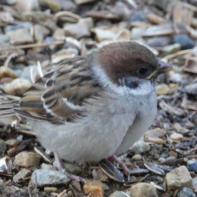 猫三匹、錦花鳥1羽と暮らしてます。還暦を過ぎてますが、アニメ好き、庭に来る鳥さんの撮影を楽しんでます。カメラ集め、ラジコン組み立て、プラモデル作りが趣味です。スーパーカブにも乗ってます。フォローバックは私と同系統のツイートをされてる方に限定しております。ご了承ください。