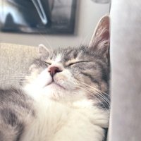 ぷっか (@ppp_olvlo) 's Twitter Profile