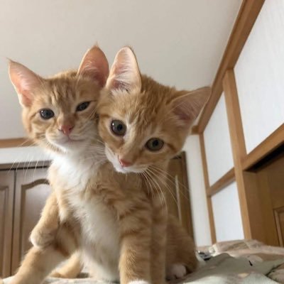 KKatymomo's profile picture. ❤️