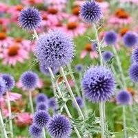 Echinops (@echinops2025) 's Twitter Profile