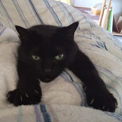 qq0_0pp's profile picture. 劣化した壁の模様。電線を眺める。背の高い建造物、建設現場のクレーン、落ち葉、雲、星。チャーハン、焼きそば、たこ焼き、餃子。イカ、タコ。BL。もけもけ。趣味でクラリネット吹いたりピアノ弾いたり。消費税やめてほしい※こま=黒猫(14才)困った顔したこまくんは気のいい奴で…甘えん坊で内気で優しくて可愛かった。