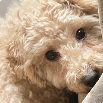 mai_v0812's profile picture. 