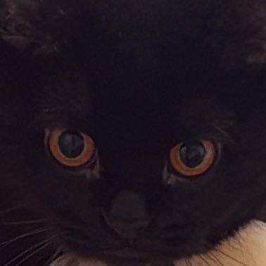 s7h4_'s profile picture. LLB KU ⚖︎✨|♈︎🇵🇸❤️🇰🇼