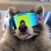 Bandit (@trashalfa) Twitter profile photo Bandit (@trashalfa) Twitter profile photo