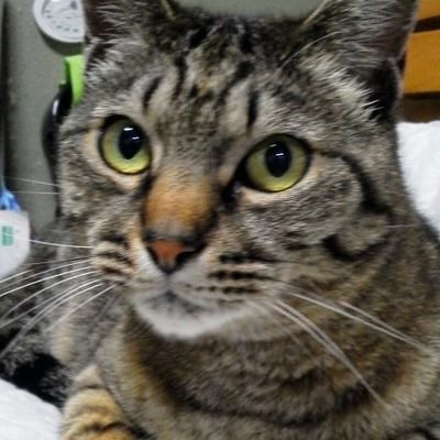 X 2010年2月からなので
年数は過ぎたけどまだまだ不慣れ。皆さん助けてください🙏
フォロー返します。
DMはしません。