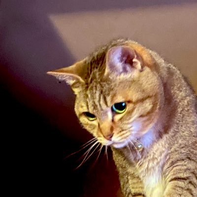 tbt_3pw's profile picture. キジトラ18歳おばあちゃんとともに。ゲーム熱復活👍PS5、PCでオケー😅猫と和菓子だけ存在してくれてればあたま相当ハッピーターン。