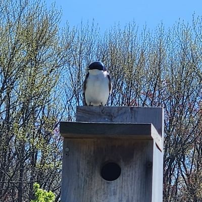 ZaloBosque's profile picture. Just here until I ain't