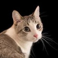 mystickz_adhil's profile picture. 