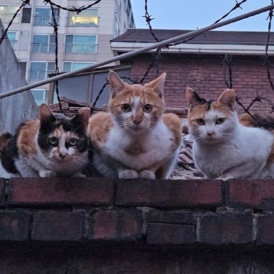 서울 성북구 하월곡동이 재개발되면서 살 곳을 잃은 고양이들의 새로운 보금자리. 🫶후원계좌 SC제일은행 275-20-141349 김연주