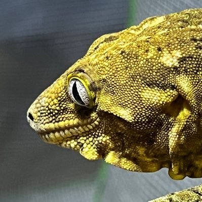数年前まで東京都民だったおぢさん。植物含めて生物全般大好きだが、現在農業垢が占領中。初手DMには塩対応なのでよろしくお願いします。