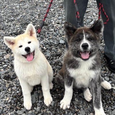 ♂9歳ときどきビビり でもめっちゃ可愛い番犬⁈北海道生まれ静岡育ち 外飼いです(2024.12.30)🌈先代の後、寂しくて😂こじろう(2024.12.7生まれ)とももこ(2024.12.6生まれ)をお迎えしました🐶🐶今後ともよろしくお願いします🙇♀️