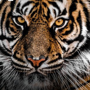 KosssUrszu9229's profile picture. Grzegorz  Braun  - akcja  -  NOLE  spotkania Polaków  - aby  w  REALU  tworzyć   grupy  ŚWIADOMYCH  w  swoich  Miastach  Gminach  w Polsce