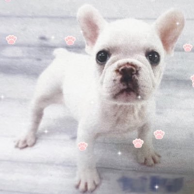 imokochaaan's profile picture. おんなのこ 8さい🐶🎀