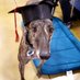 Master of Puppies (@wolfpuppy1413) Twitter profile photo Master of Puppies (@wolfpuppy1413) Twitter profile photo