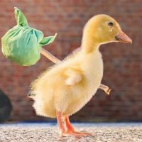 amrwaq30 (@amrwaq30) Twitter profile photo
