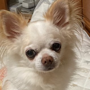 神国日本を守りたい🎌 動物、植物が大好き🌸🍀 愛犬家。 本業、書道家。反日、左翼はブロックします。DMお断り。愛国心ある方と繋がりたいです。