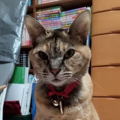 ぺこままさんのプロフィール画像