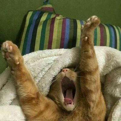 RifAlejandro's profile picture. 