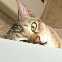 とれな🐈 (@choko_20120601) Twitter profile photo