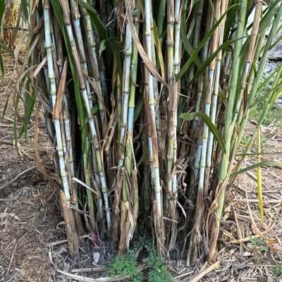 Juncao Grass is the best solution for fodder shortage in Kenya and Africa.
Contact us Directly on: 0711707707/0710888886
Email: jvfarm21@gmail.com