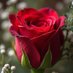 flower beuty (@shaheerali35789) Twitter profile photo flower beuty (@shaheerali35789) Twitter profile photo