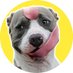 Snout Daily (@snoutdaily) Twitter profile photo Snout Daily (@snoutdaily) Twitter profile photo