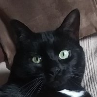 Devinez sa région (@catcoredtk) 's Twitter Profile