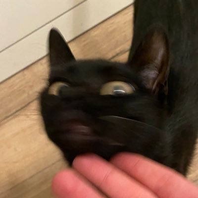 stoptoulechat's profile picture. Stoptou int. (amoureux de Lila la fripouille)