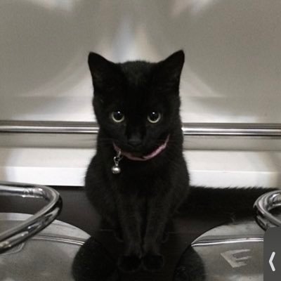 minnhapi's profile picture. 田舎で農家をやっています👩‍🌾猫に溺れる人生🐱jam's🍏お返しゆっくりです🙇‍♀️