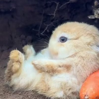 lerripunc's profile picture. Designing the future of humanity